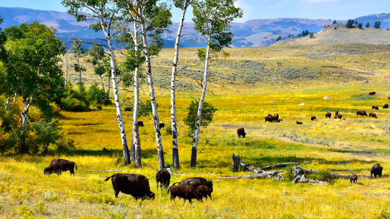 Bison in the Lamar Valley in Yellowstone National Park