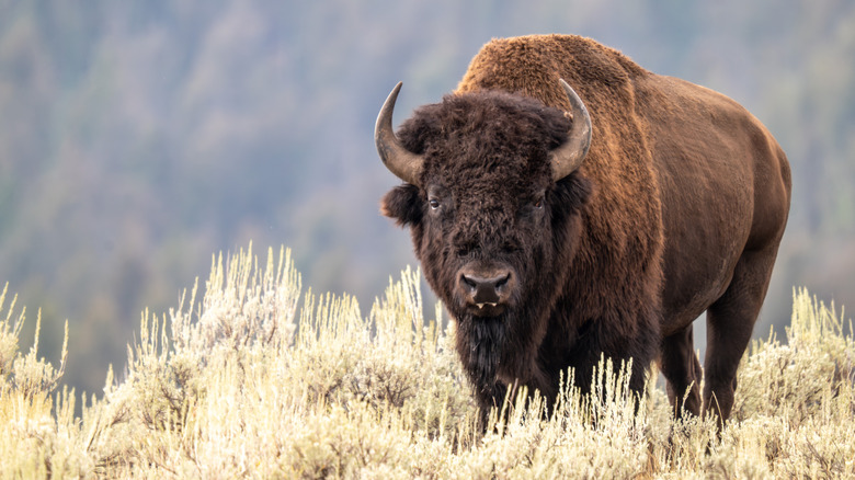 A male bison in Yellowstone National Park