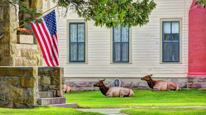 Wild elk rest outside of Fort Yellowstone near Mammoth Hot Springs