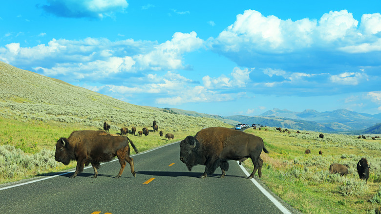 Bison crossing the road in the Lamar Valley, Yellowstone National Park