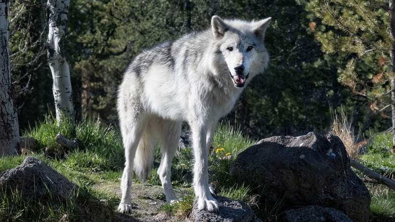 A gray wolf at the Grizzly & Wolf Discovery Center in Montana