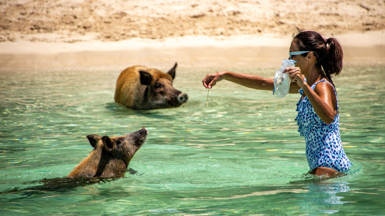 Woman interacting with some of the famous swimming pigs of the Bahamas