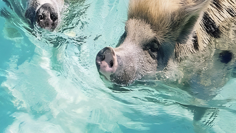Exuma Bahamas Pigs swiimming in clear blue water