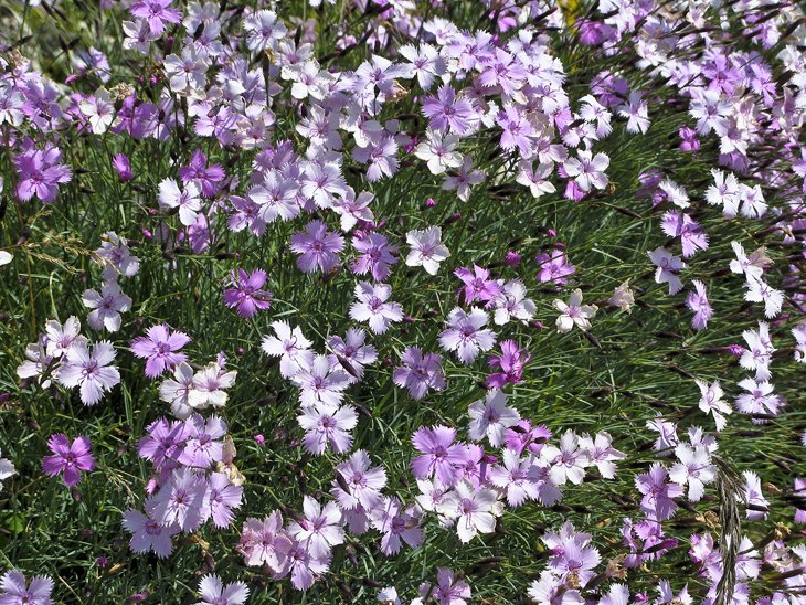 The Alpine Flower Garden