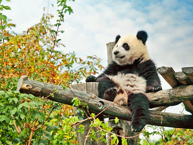 Panda au zoo de Vienne (Tiergarten Schönbrunn) 