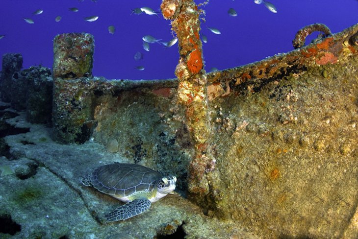 Turtle and wreck off Anguilla