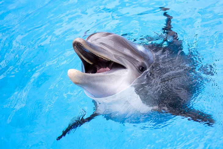 Dolphin Discovery Anguilla