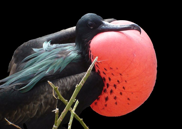 Frigate Bird Sanctuary, Barbuda