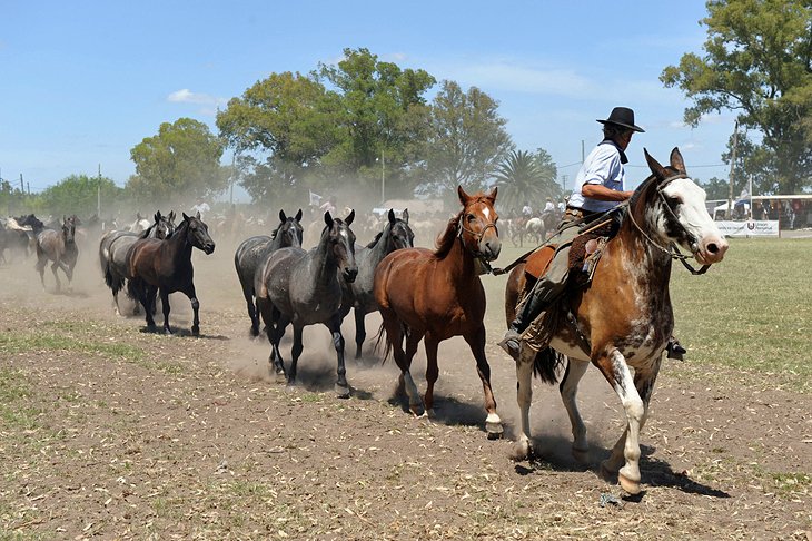 A Day with Gauchos at an Estancia