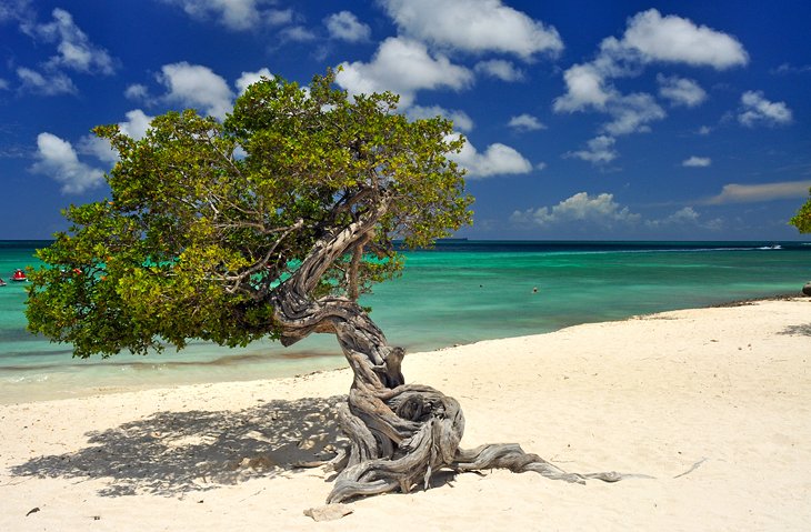 Fofoti tree on Eagle Beach