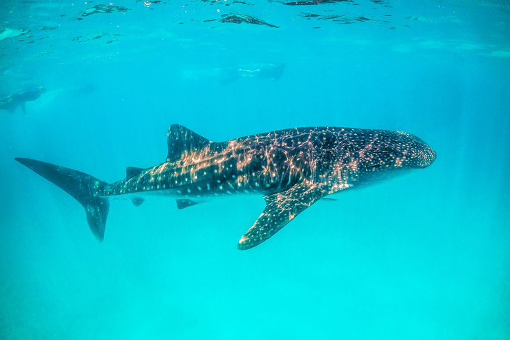 Snorkel with Whale Sharks at Ningaloo Reef, Western Australia