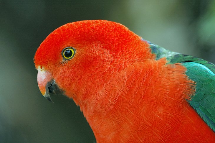 King parrot