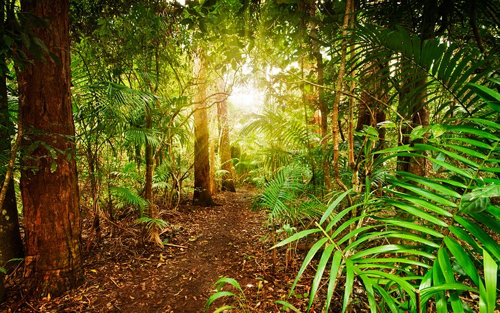 Tamborine Mountain