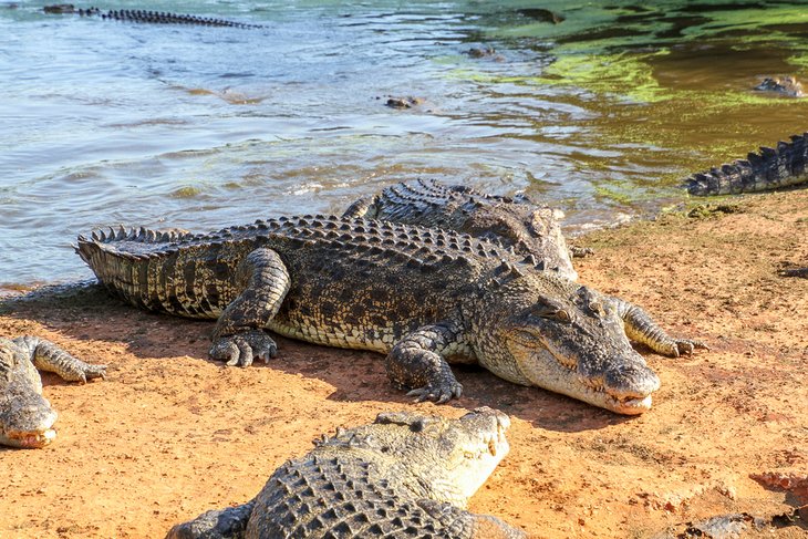 Saltwater crocodile