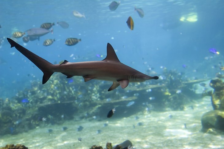 Scalloped hammerhead shark