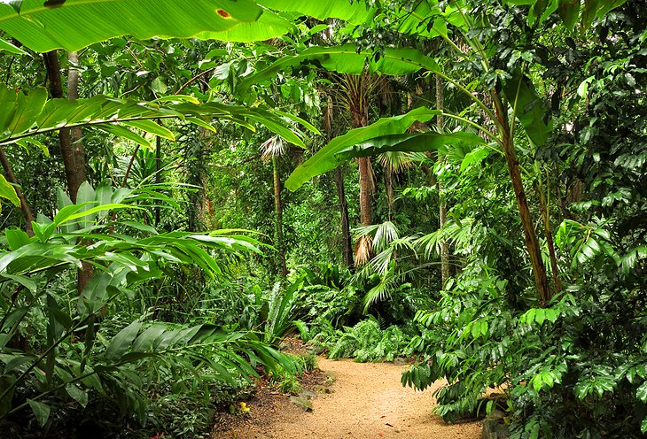 Jardins botaniques de Cairns