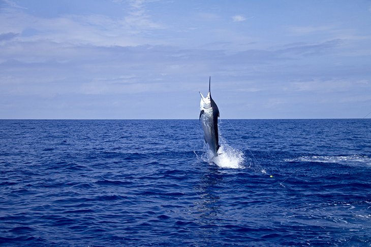 Marlin launching out of the sea in Cairns, Queensland