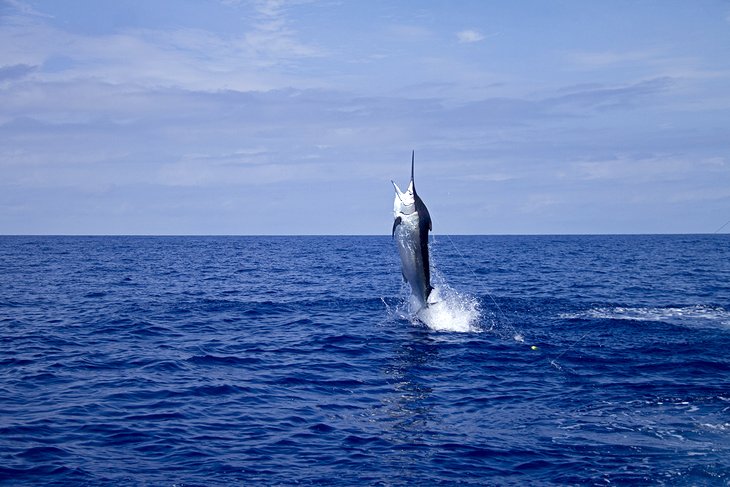 https://www.planetware.com/photos-large/AUS/australia-fishing-cairns-marlin.jpg