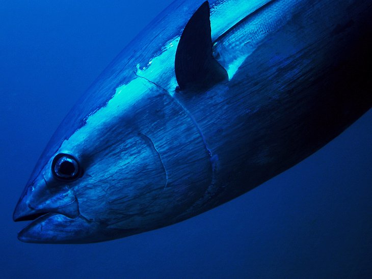 Tuna off Port Lincoln, South Australia