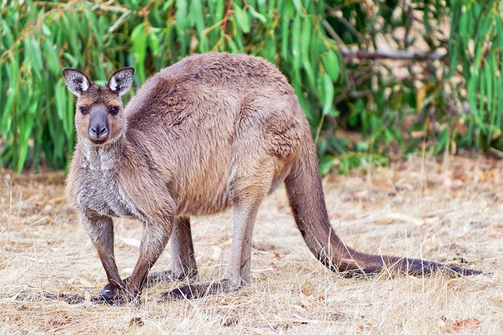 Kangaroo at Hanson Bay Wildlife Sanctuary