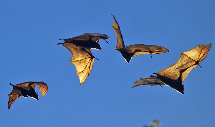 Fruit bats