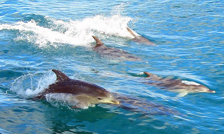 Dolphin and Seal Swim