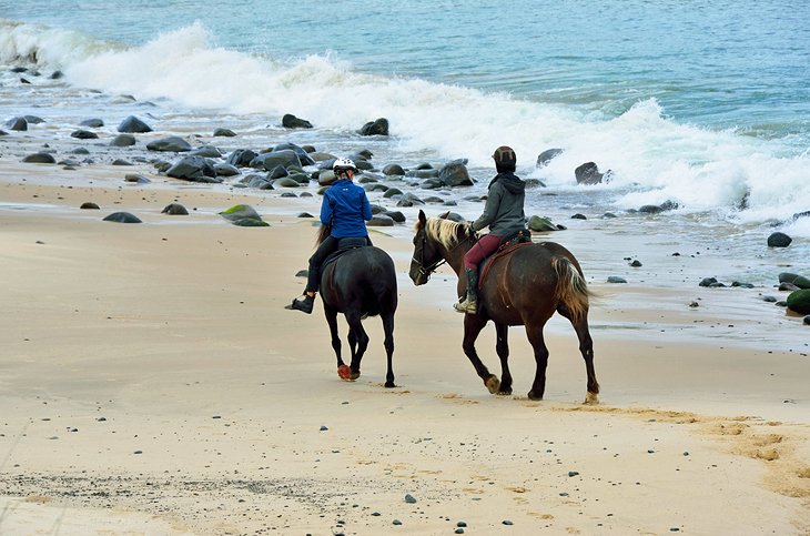 Horseback Riding Along the Beach