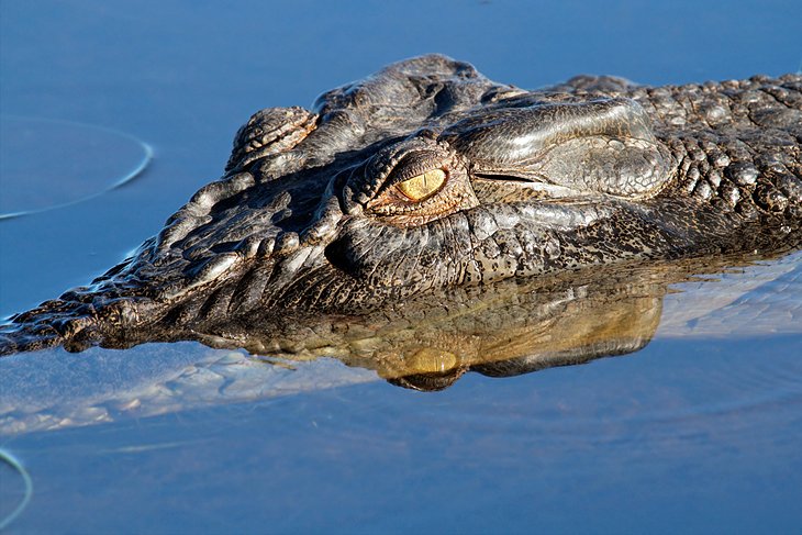 Visitar el Parque Nacional Kakadu desde Darwin: atracciones, consejos y recorridos