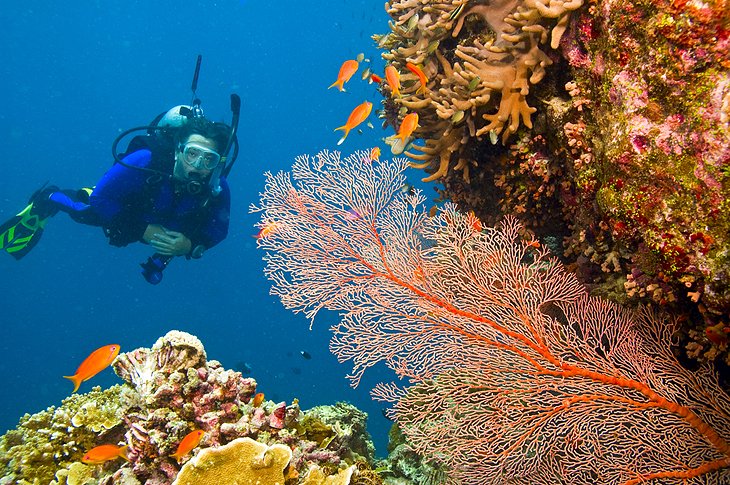 Great Barrier Reef Tours