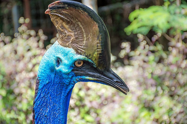 Cassowary