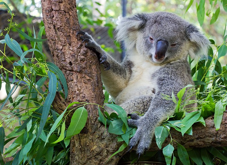 A sleepy koala at Lone Pine Koala Sanctuary