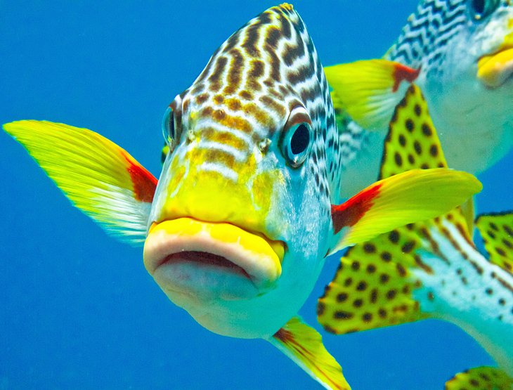 Colorful reef fish