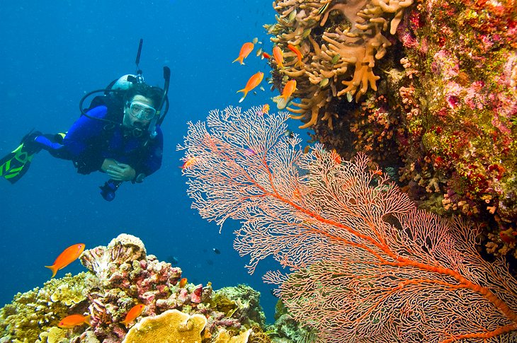 Visitando la Gran Barrera de Coral: 11 atracciones y cosas para hacer mejor calificadas