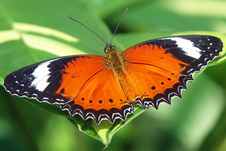 Australian Butterfly Sanctuary