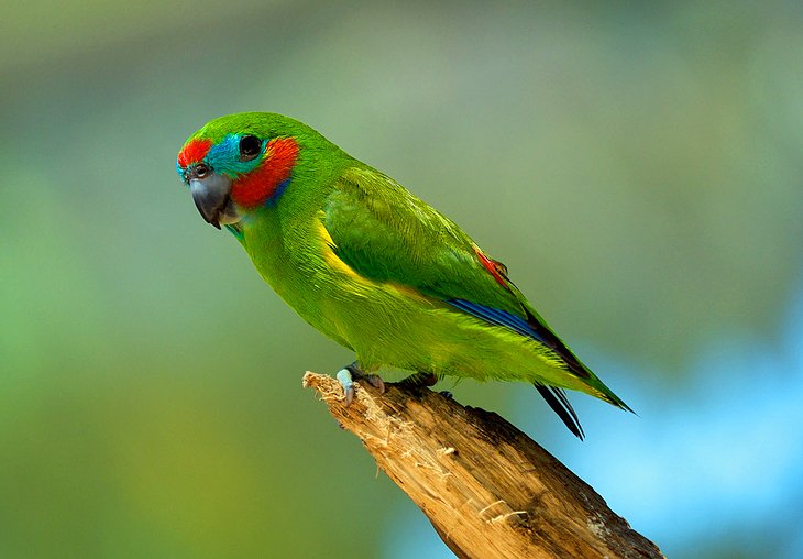 Birdworld Kuranda