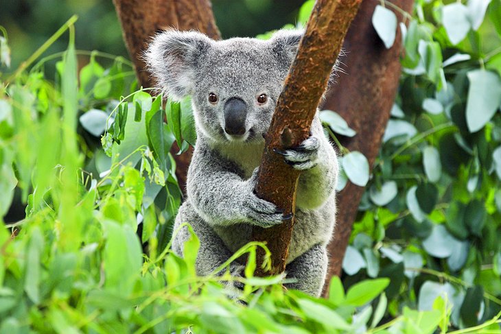 Kuranda Koala Gardens