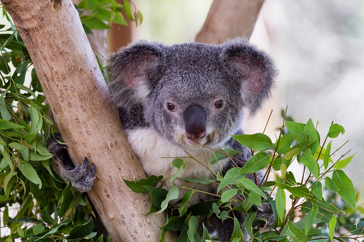 Koala at Billabong Sanctuary