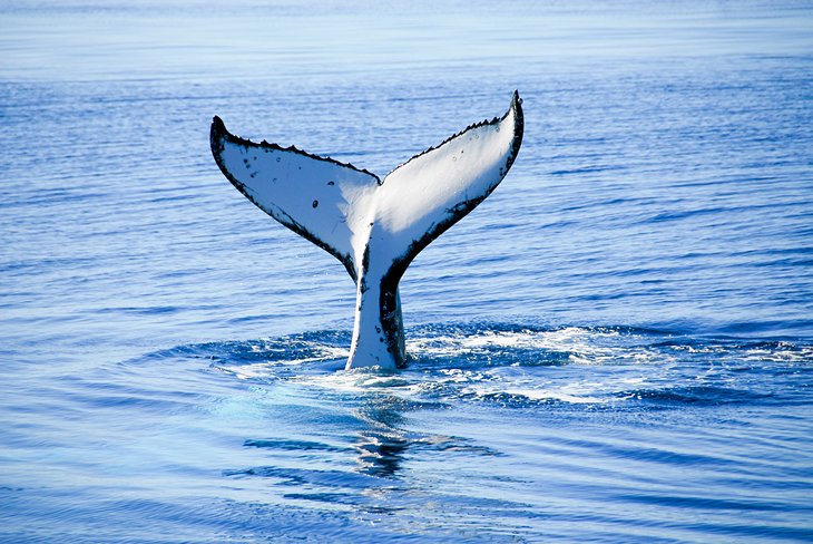 Humpback whale