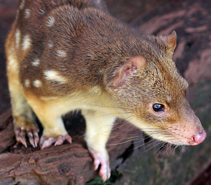 Spotted-tailed quoll