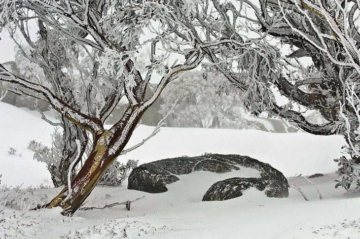 Snow gums