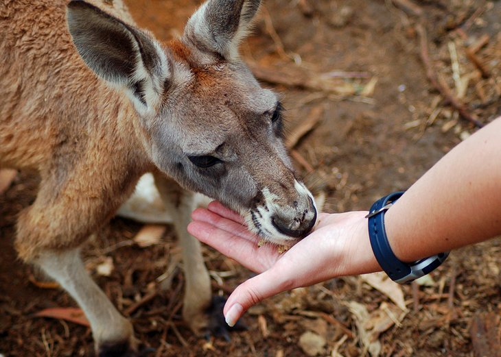 Nourrir les kangourous à la main