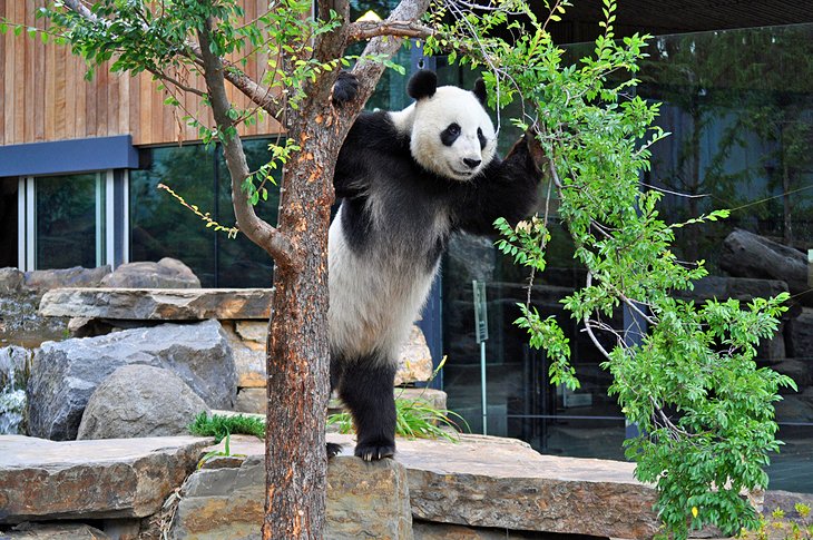 Panda géant au zoo d'Adélaïde
