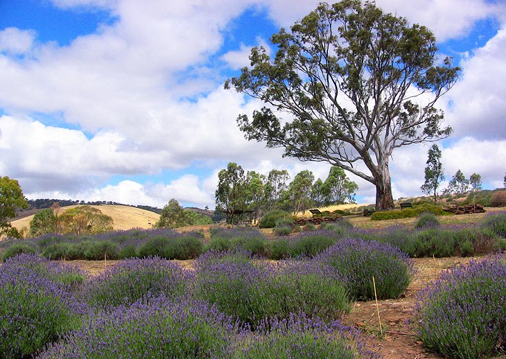 Fields of lavender near Lyndoch