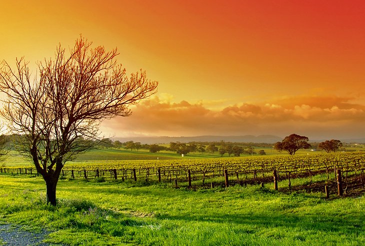 Barossa Valley