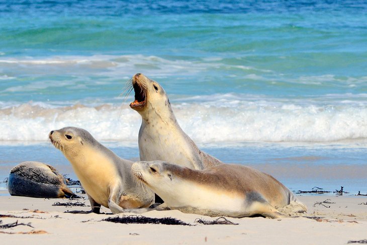 Tour al Parque de Conservación de Seal Bay