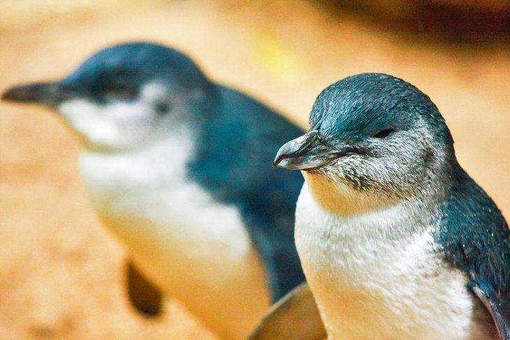 Little penguin
