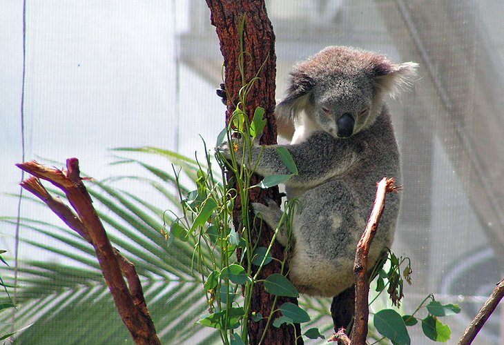 WILD LIFE Sydney Zoo