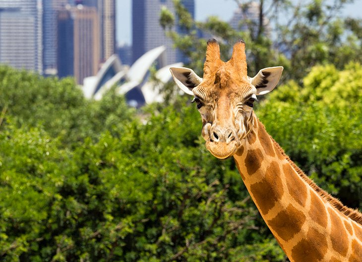 Taronga Zoo