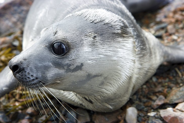 Australian fur seal on Bruny Island