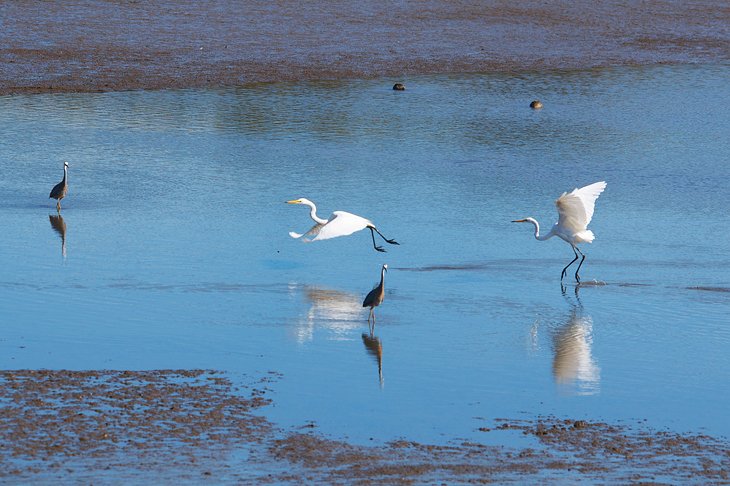 Tamar Island Wetlands